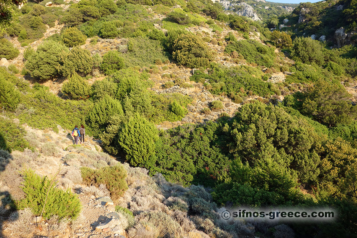 Wandern in der Natura Gegend von Sifnos
